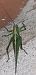 Tettigonia viridissima  - Michele Cento