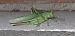 Tettigonia viridissima  - Michele Cento
