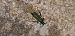 Oedemera nobilis  - Michele Cento