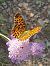 Weaver's Fritillary (Boloria dia) © Miguel Angel Benedicto Calpe