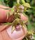 Epipactis helleborine © Thomas Bredel