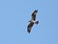 Osprey  - Kacper Mikulski