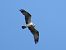 Osprey  - Kacper Mikulski