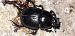 Geotrupes sp.  - Michele Cento