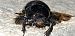 Geotrupes sp. © Michele Cento
