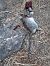 Ratto delle chiaviche (Rattus norvegicus) © Michele Coppola