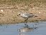 Mediterranean Gull  - Kacper Mikulski