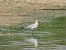 Mediterranean Gull  - Kacper Mikulski