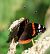 Vulcain (Vanessa atalanta) © Gilles Creyssac