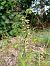 Epipactis helleborine - Falvard Alain
