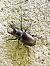 Lucane cerf-volant (Lucanus cervus) © Eraztun Berdeko Basozainak Guardas Anillo Verde