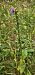 Dactylorhiza viridis © Claire Perrachon
