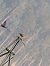 Nibbio bruno (Milvus migrans) © Autore sconosciuto