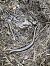 Orvet fragile (Anguis fragilis) © Julien Aury