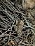 Rospo comune (Bufo bufo) © Giuseppe Bogliani