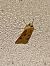 Agrotis exclamationis © Maria Rita Gelso