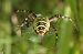 Argiope frelon (Argiope bruennichi) © Frédérique Merck