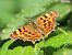 Robert-le-diable (C-blanc) (Polygonia c-album) © Gilles Creyssac