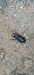 Lucanus cervus © Marco Meneguz
