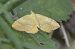 Brocatelle d'or (Camptogramma bilineata) © Philippe Cherel