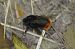 Bombus sp.  - Philippe Cherel