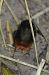 Bombus sp.  - Philippe Cherel
