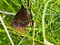 Erebia aethiops © Maria Rita Gelso