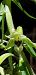 Epipactis helleborine  - Michele Cento