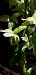 Epipactis helleborine  - Michele Cento