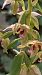 Epipactis leptochila var. neglecta - Alix Evelyne