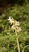 Epipogium aphyllum © Gerard Guillouard