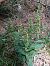 Epipactis helleborine - Falvard Alain