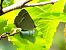 Favonius quercus © Christian Vaucher