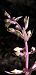 Epipactis purpurata  - Michele Cento
