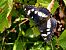 Limenitis reducta © Christian Vaucher