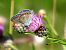 Polyommatus icarius # * © Christian Vaucher