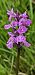 Dactylorhiza angustata  - Claire Perrachon