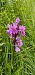 Dactylorhiza angustata  - Claire Perrachon
