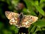 Pyrgus armoricanus © Christian Vaucher