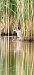 Black-crowned Night Heron  - Marcin Kownacki