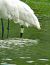 Spatule blanche  - Alain Lehalle