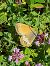 Pearly Heath (Coenonympha arcania) © Miguel Angel Benedicto Calpe