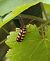 Leptura aurulenta © Yohann Brouillard