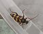 Leptura aurulenta  - Yohann Brouillard