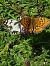 Iberian Marbled White (Melanargia lachesis) © Miguel Angel Benedicto Calpe