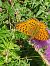 Dark Green Fritillary (Speyeria aglaja) © Miguel Angel Benedicto Calpe