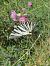Spanish Swallowtail (Iphiclides feisthamelii) © Miguel Angel Benedicto Calpe