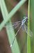 Leste fiancé (Lestes sponsa) © Frédérique Merck