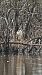 Black-crowned Night Heron  - Marcin Kownacki
