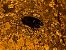Harpalus rufipalpis  - Maria Rita Gelso